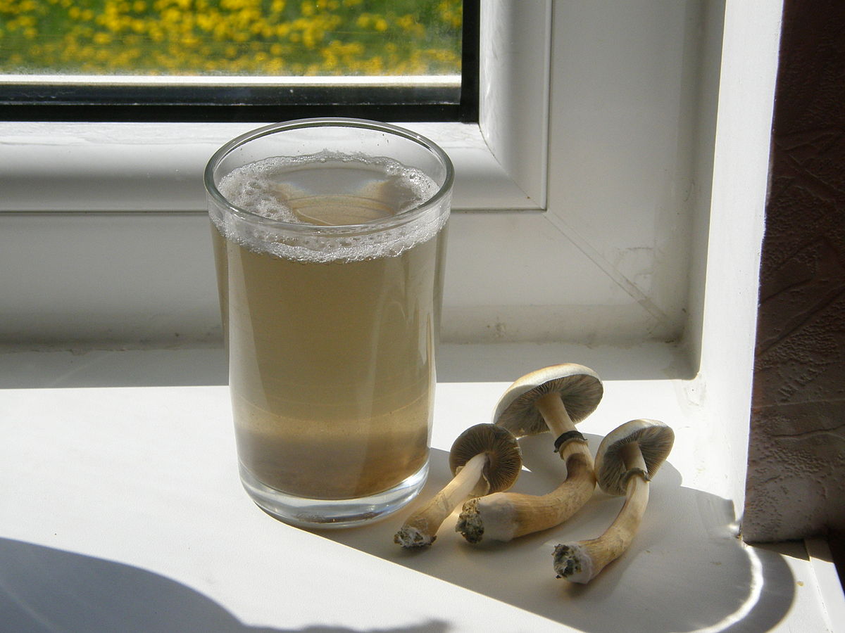 How to make Miracle Mushroom tea?